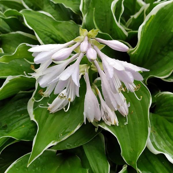 AcquaGarden Outdoor Plants Hosta 'Fragrant Bouquet'