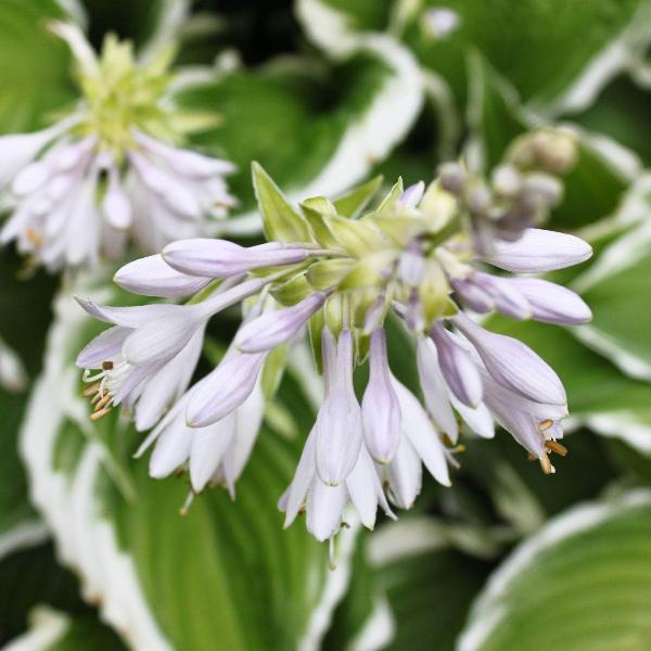 AcquaGarden Outdoor Plants Hosta 'Fragrant Bouquet'