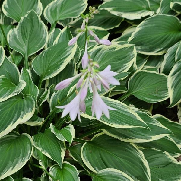 AcquaGarden Outdoor Plants Hosta 'Fragrant Bouquet'