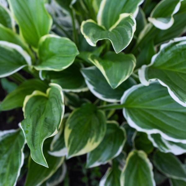 AcquaGarden Outdoor Plants Hosta 'Fragrant Bouquet'