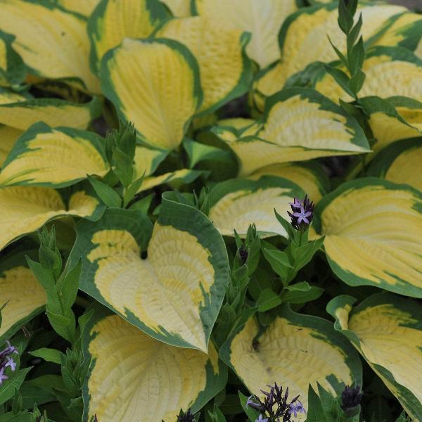 AcquaGarden Outdoor Plants Hosta 'Marmalade on Toast'