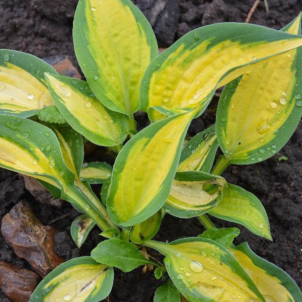 AcquaGarden Outdoor Plants Hosta 'Marmalade on Toast'