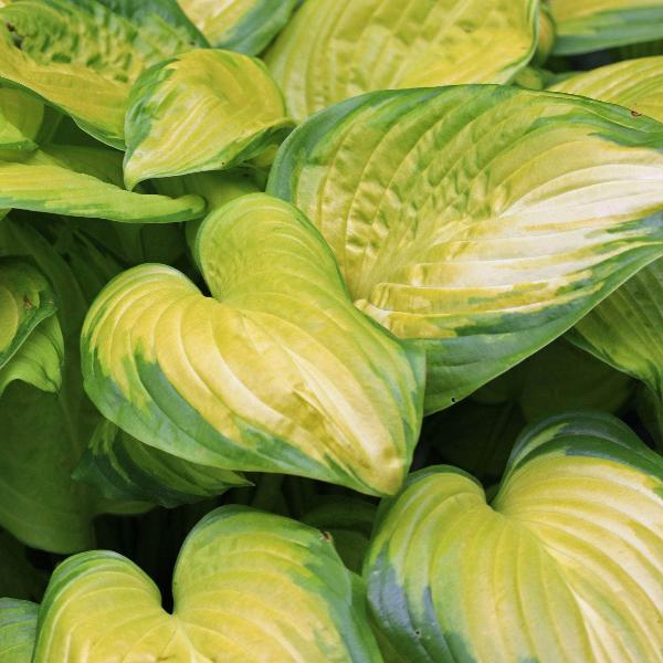 AcquaGarden Outdoor Plants Hosta 'Rainforest Sunrise'