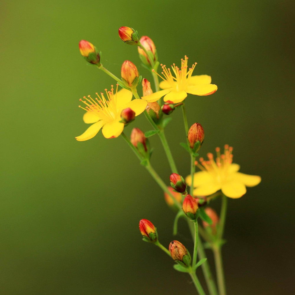 AcquaGarden Outdoor Plants Hypericum 'Magical Beauty'