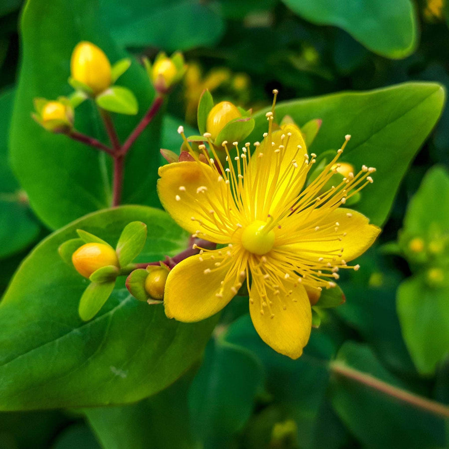 AcquaGarden Outdoor Plants Hypericum 'Magical Beauty'