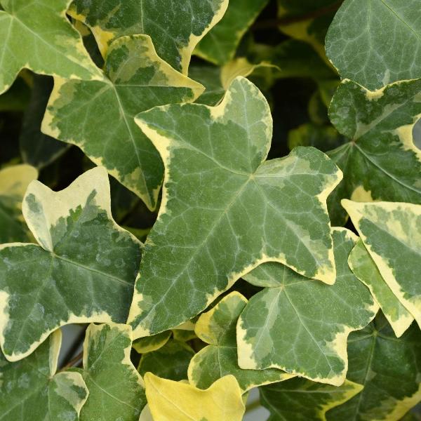 AcquaGarden Outdoor Plants Ivy 'Goldchild'