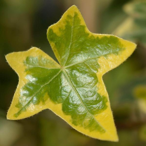 AcquaGarden Outdoor Plants Ivy 'Goldchild'
