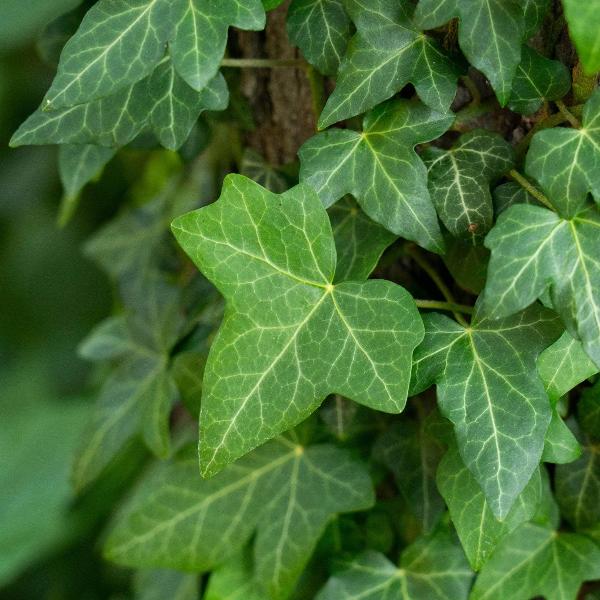 AcquaGarden Outdoor Plants Ivy 'Hedera Helix'