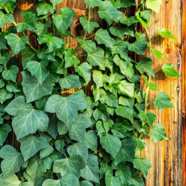 AcquaGarden Outdoor Plants Ivy 'Hedera Helix'