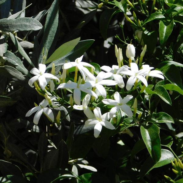 AcquaGarden Outdoor Plants Jasmine 'Officinale Sunbeam'
