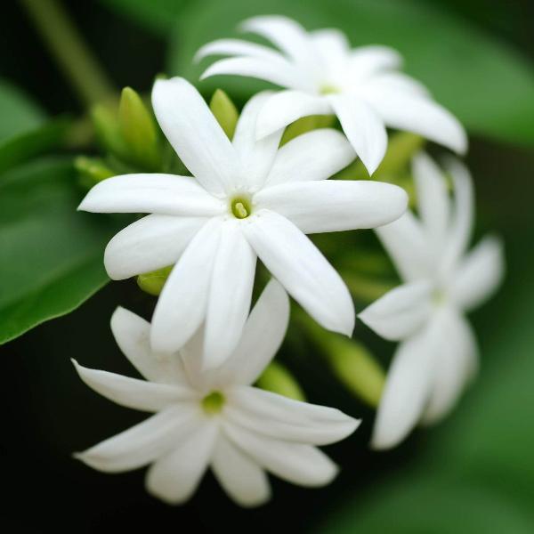 AcquaGarden Outdoor Plants Jasmine 'Officinale Sunbeam'