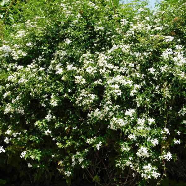 AcquaGarden Outdoor Plants Jasmine 'Officinale Sunbeam'