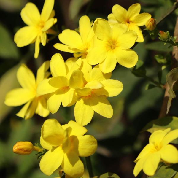 AcquaGarden Outdoor Plants Jasminum Nudiflorum