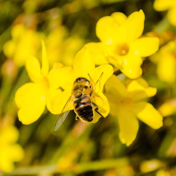 AcquaGarden Outdoor Plants Jasminum Nudiflorum
