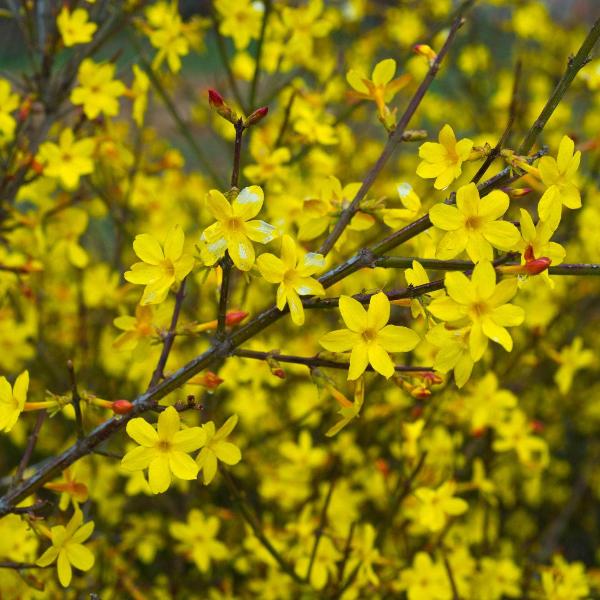 AcquaGarden Outdoor Plants Jasminum Nudiflorum
