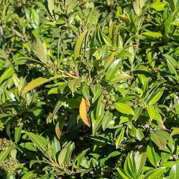 AcquaGarden Outdoor Plants Laurel ‘Etna’