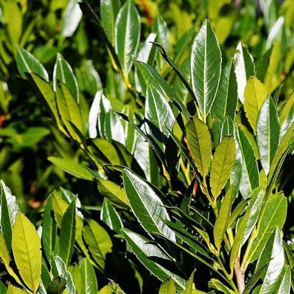 AcquaGarden Outdoor Plants Laurel ‘Etna’