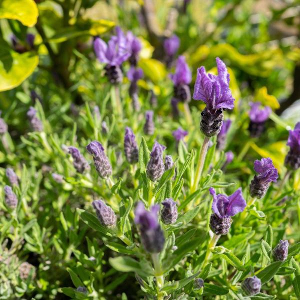 AcquaGarden Outdoor Plants Lavender 'Fathead'