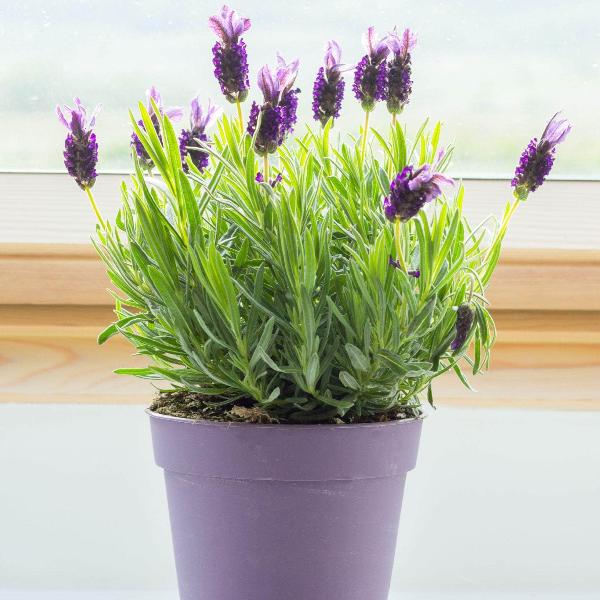 AcquaGarden Outdoor Plants Lavender 'Fathead'