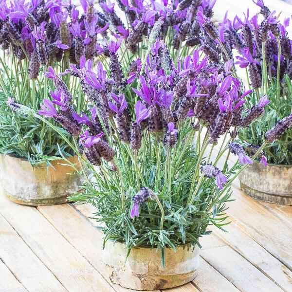 AcquaGarden Outdoor Plants Lavender 'Fathead'