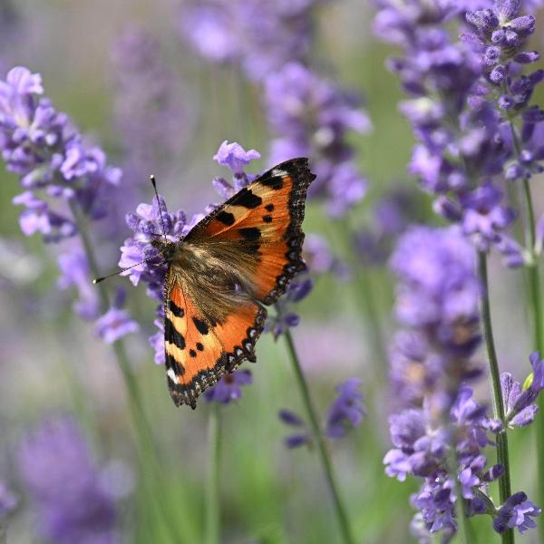 AcquaGarden Outdoor Plants Lavender 'Hidcote'