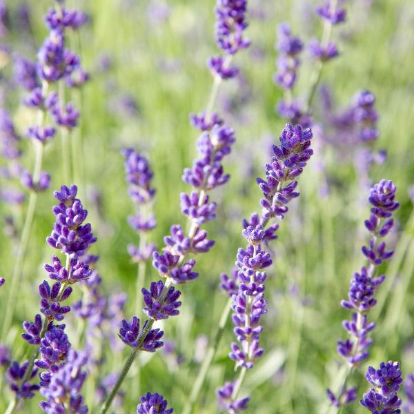 AcquaGarden Outdoor Plants Lavender 'Hidcote'