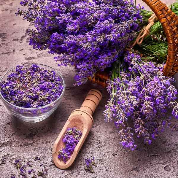 AcquaGarden Outdoor Plants Lavender 'Hidcote'