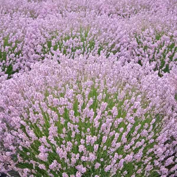 AcquaGarden Outdoor Plants Lavender 'Rosea'
