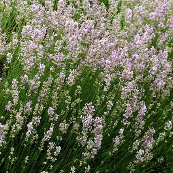 AcquaGarden Outdoor Plants Lavender 'Rosea'
