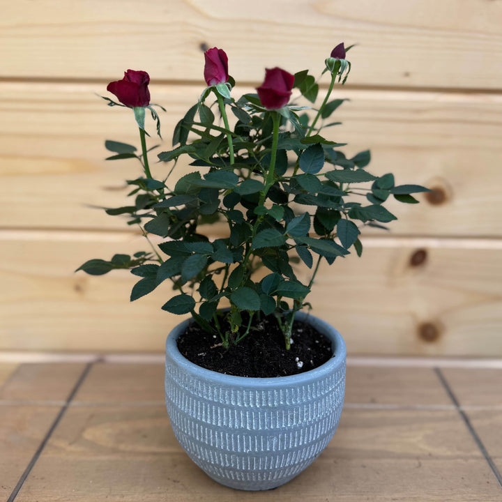 AcquaGarden Outdoor Plants Light Grey Amalfi Line Etched Circular Pot