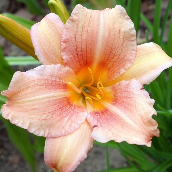 AcquaGarden Outdoor Plants Lily 'Pink Damask'