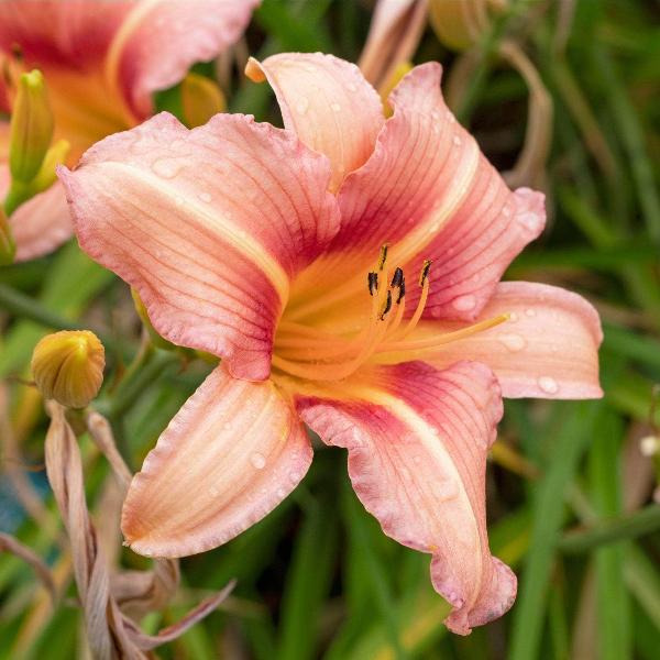 AcquaGarden Outdoor Plants Lily 'Pink Damask'