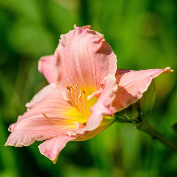 AcquaGarden Outdoor Plants Lily 'Pink Damask'