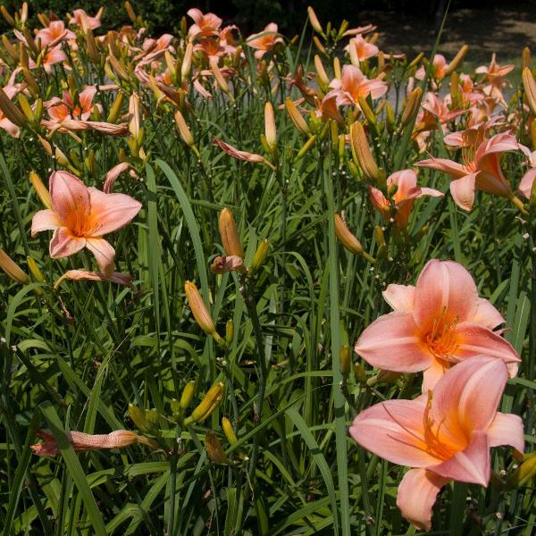 AcquaGarden Outdoor Plants Lily 'Pink Damask'