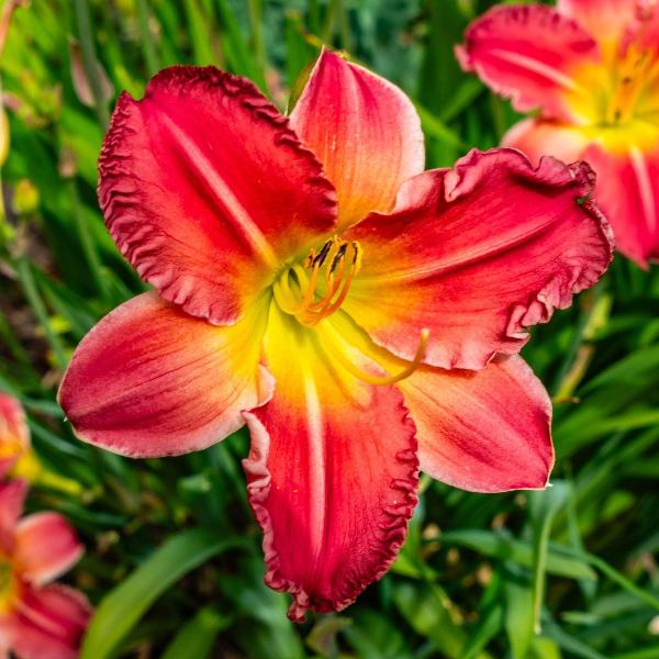 AcquaGarden Outdoor Plants Lily 'Red Rum'