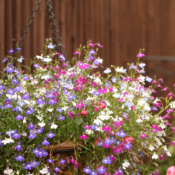 AcquaGarden Outdoor Plants Lobelia 'Celebration Mix'