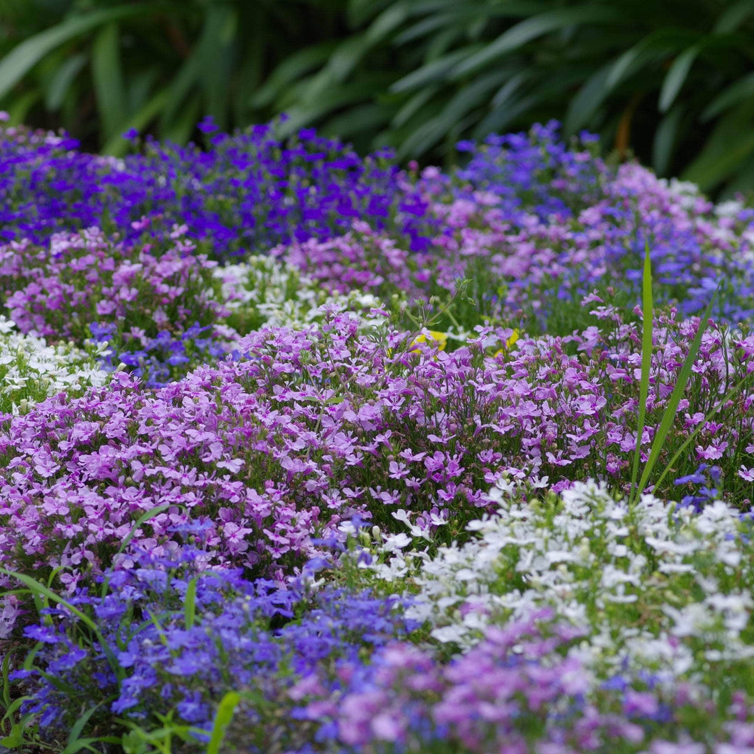 AcquaGarden Outdoor Plants Lobelia 'Celebration Mix'