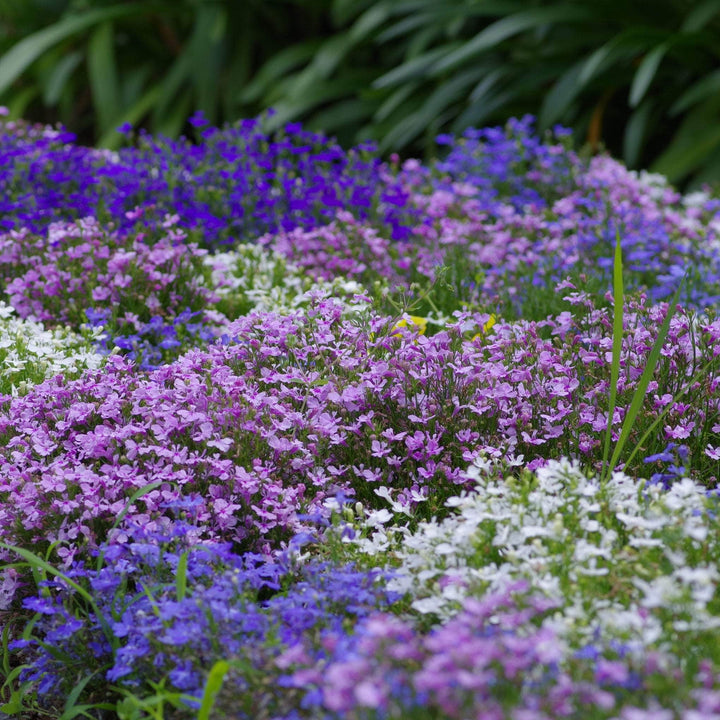 AcquaGarden Outdoor Plants Lobelia 'Celebration Mix'