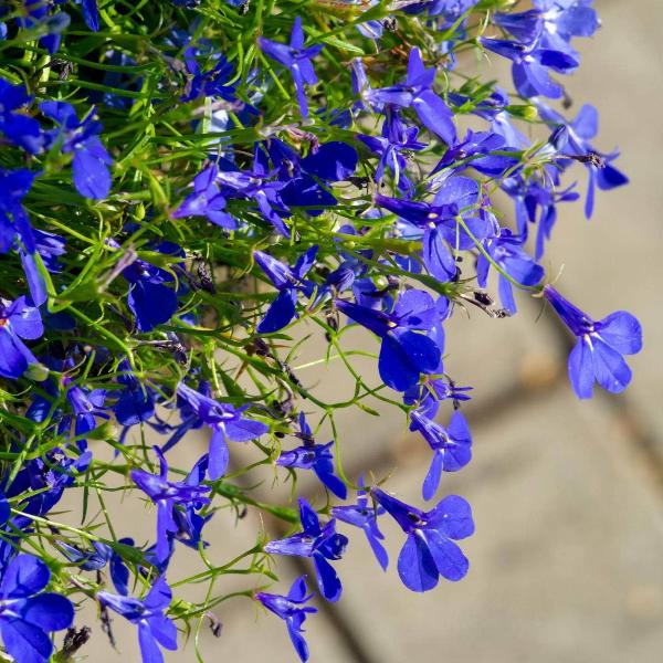 AcquaGarden Outdoor Plants Lobelia 'Crystal Palace'