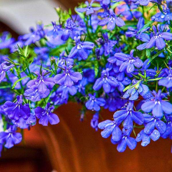 AcquaGarden Outdoor Plants Lobelia 'Sapphire'
