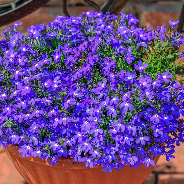 AcquaGarden Outdoor Plants Lobelia 'Sapphire'