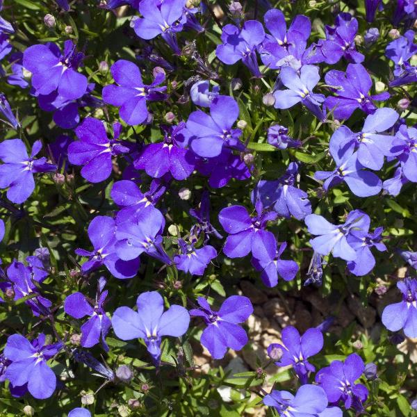 AcquaGarden Outdoor Plants Lobelia 'Sapphire'