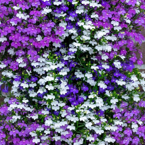 AcquaGarden Outdoor Plants Lobelia 'String of Pearls'