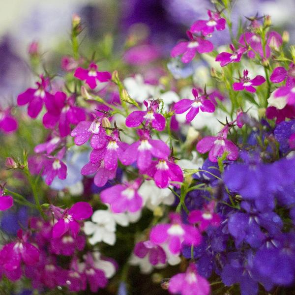 AcquaGarden Outdoor Plants Lobelia 'String of Pearls'