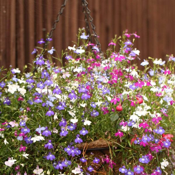 AcquaGarden Outdoor Plants Lobelia 'Trailing Mix'