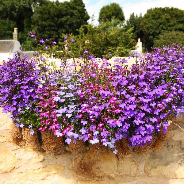AcquaGarden Outdoor Plants Lobelia 'Trailing Mix'
