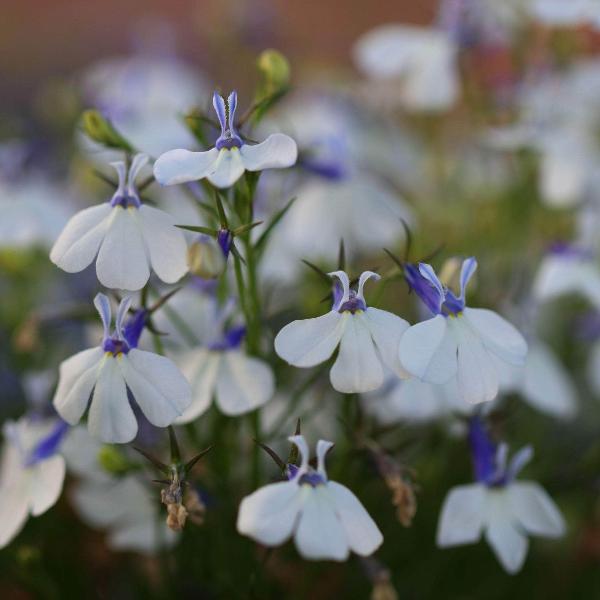 AcquaGarden Outdoor Plants Lobelia 'White'