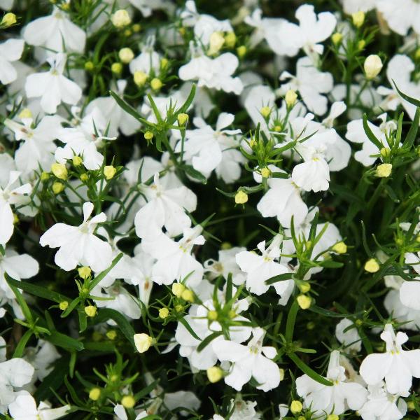 AcquaGarden Outdoor Plants Lobelia 'White'