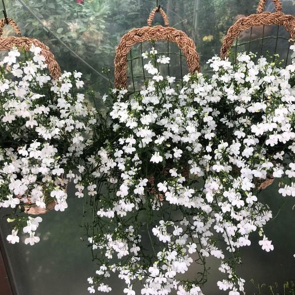 AcquaGarden Outdoor Plants Lobelia 'White'