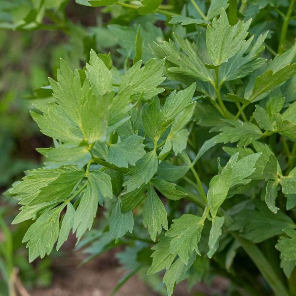 AcquaGarden Outdoor Plants Lovage